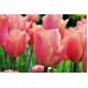 Tulipan Dragon King - opak. 5 szt.