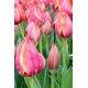 Tulipan Dragon King - opak. 5 szt.