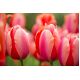 Tulipan Dragon King - opak. 5 szt.