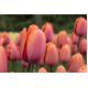 Tulipan Dragon King - opak. 5 szt.