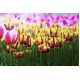 Tulipan El Cid - opak. 5 szt.