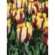 Tulipan El Cid - opak. 5 szt.