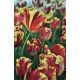 Tulipan El Cid - opak. 5 szt.