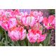 Tulipan Elsenburg - opak. 5 szt.