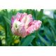 Tulipan Elsenburg - opak. 5 szt.
