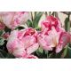 Tulipan Elsenburg - opak. 5 szt.