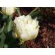 Tulipan Exotic Emperor - opak. 5 szt.