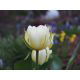 Tulipan Exotic Emperor - opak. 5 szt.