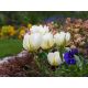 Tulipan Exotic Emperor - opak. 5 szt.