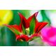 Tulipan Eye Catcher - opak. 5 szt.