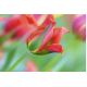 Tulipan Eye Catcher - opak. 5 szt.