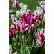 Tulipan Flaming Club - opak. 5 szt.