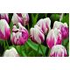 Tulipan Flaming Club - opak. 5 szt.