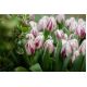 Tulipan Flaming Club - opak. 5 szt.