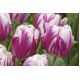 Tulipan Flaming Club - opak. 5 szt.