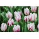 Tulipan Flaming Flag - opak. 5 szt.