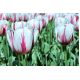 Tulipan Flaming Flag - opak. 5 szt.