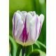 Tulipan Flaming Flag - opak. 5 szt.