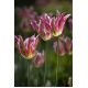 Tulipan Florosa - opak. 5 szt.