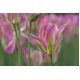 Tulipan Florosa - opak. 5 szt.