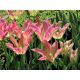 Tulipan Florosa - opak. 5 szt.