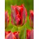 Tulipan Hollywood - opak. 5 szt.