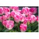 Tulipan Innuendo - opak. 5 szt.