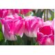 Tulipan Innuendo - opak. 5 szt.