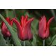 Tulipan Lasting Love - opak. 5 szt.