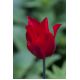 Tulipan Lasting Love - opak. 5 szt.