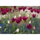 Tulipan Lasting Love - opak. 5 szt.
