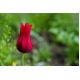 Tulipan Lasting Love - opak. 5 szt.