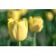 Tulipan Lemon Giant - opak. 5 szt.