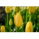 Tulipan Lemon Giant - opak. 5 szt.