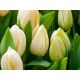 Tulipan Lemon Giant - opak. 5 szt.