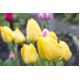 Tulipan Lemon Giant - opak. 5 szt.