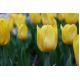 Tulipan Lemon Giant - opak. 5 szt.