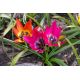 Tulipan Little Beauty - opak. 5 szt.