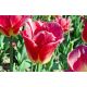 Tulipan Match - opak. 5 szt.