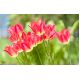Tulipan Match - opak. 5 szt.