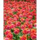 Tulipan Miami Sunset - opak. 5 szt.