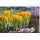 Tulipan Mini Star - opak. 5 szt.
