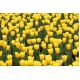 Tulipan Mini Star - opak. 5 szt.