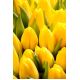 Tulipan Mini Star - opak. 5 szt.