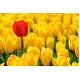 Tulipan Mini Star - opak. 5 szt.