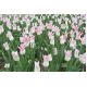 Tulipan Miss Elegance - opak. 5 szt.