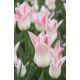 Tulipan Miss Elegance - opak. 5 szt.