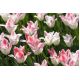 Tulipan Miss Elegance - opak. 5 szt.