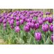 Tulipan Negrita - opak. 5 szt.