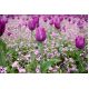 Tulipan Negrita - opak. 5 szt.